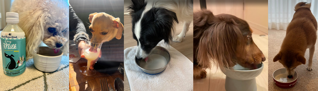 Cozy Milk(コージーミルク)フォトコンテスト募集スタートしました。(フードキュレートラボ)